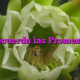 Recuerda las Promesas