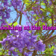 Looking at the Heart Looking at the Heart