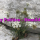 Fe y Política – Humildad Fe y Política – Humildad