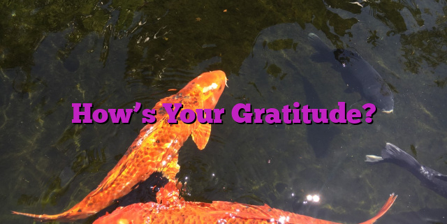 How’s Your Gratitude?