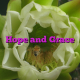 Hope and Grace