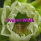 Prayer Walk